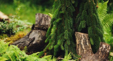 Smrk obecný inversa: jak jej aplikovat v zahradním designu